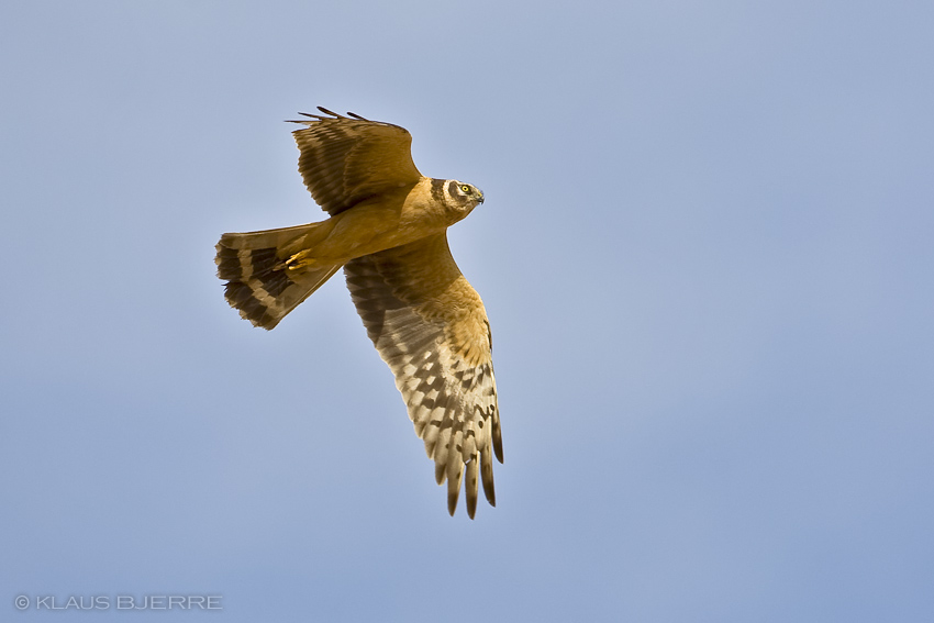 Pallid Harrier_KBJ3155.jpg - Pallid Harrier 2 cy male  - Yotvata